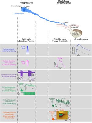 Progress and Challenges in the Search for the Mechanisms of Pulsatile Gonadotropin-Releasing Hormone Secretion